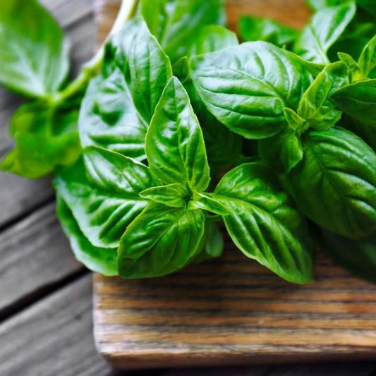 Basil Infused Olive Oil