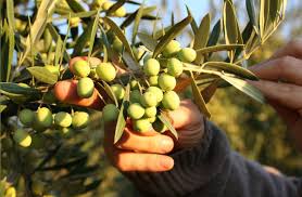 Koroneiki (Chile) *New 2025 Harvest*